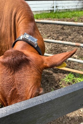 CollarID fitted on cattle in New York